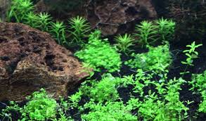 Jenis tanaman karpet aquascape 1. 25 Jenis Tanaman Aquascape Bagus Untuk Akuarium Bibit Online