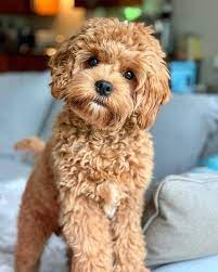 Cavapoo Puppy Also Known As A Cavoodle Cavapoo Puppies Baby Dogs Cockapoo Puppies