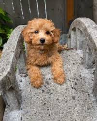 Our emphasis is on quality in health, looks and temperament and we believe our puppies to be among the best! Best 6 Goldendoodle Breeders In Illinois 2021 We Love Doodles