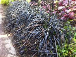 How many ophiopogon planiscapus 'nigrescens' (black mondo) do i need for my garden? Ophiopogon Planiscapus Nigrescens Study Plants Everyday