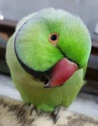 Pin De Theresia P Em Mas Pajaros 2 Passaros Corujas Natureza