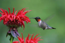 Green River Library Speaker Series: Hummingbirds