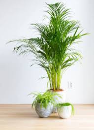 Image result for Dypsis lutescens