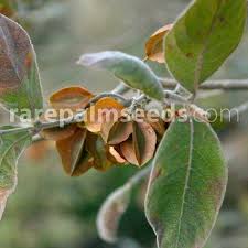 Image result for Combretum holstii