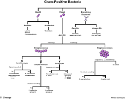 10 Reasonable Gram Negative Identification Chart