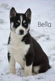 Pin By Buckeye Puppies On Cute Animals Puppies Husky Puppy Siberian Husky Puppies