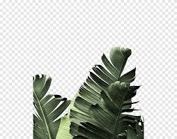 Sono disponibili milioni di immagini png gratuite di alta qualità, psd, ai e file eps. Banana Tree Banana Leaf Frond Palm Leaf Manuscript Creative Green Leaves Watercolor Leaves Leaf Png Pngegg