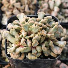 Image result for Dialium schlechteri