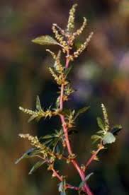 Image result for Amaranthus spinosus