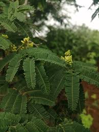 Image result for Libidibia coriaria