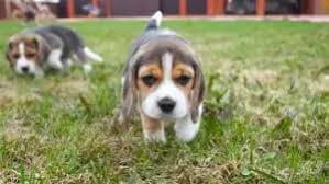 Ready to go january tenth. Where To Find Pocket Beagle Puppies For Sale Dogable