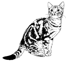 Questa collezione sarebbe incompleta senza il disegno di grumpy cat. Gatto Bianco E Nero Disegno Get Images