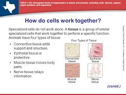 We did not find results for: What Is The Basic Unit Of Organization In Plants And Animals Ppt Video Online Download