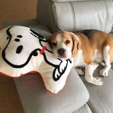 Pinterest Alexandrahuffy Beagle Dog Cute Beagles Beagle Puppy
