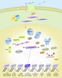 Dna mutation simulation 1) transcribe and translate your original dna. The Wnt B Catenin Dependent Transcription A Tissue Specific Business Soderholm Wires Systems Biology And Medicine Wiley Online Library