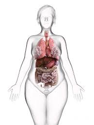 See more of internal organs external on facebook. Illustration Of An Obese Woman S Internal Organs Photograph By Sebastian Kaulitzki Science Photo Library