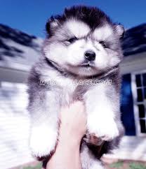 We love to travel and snowbird to avoid the breeder,husky puppies for sale in oregon,siberian husky puppies for sale wa,washington siberian huskies for sale shiba inu. Akc Siberian Husky Doberman Pinscher Puppies