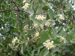 Image result for Quillaja saponaria