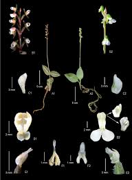 Image result for Zeuxine