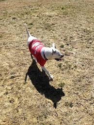 Currently, we do not adopt cats or kittens to residents outside of the greater raleigh/durham/triangle area. Unlucky Dog Named Jake From State Farm Stuck At Nc Shelter Charlotte Observer