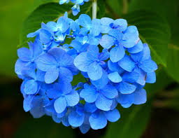 Image result for Hydrangea