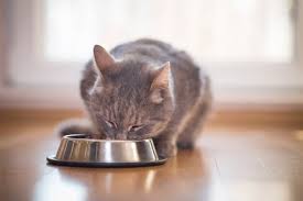 A feline veterinarian takes a look at what really causes them, and how to prevent them. What To Do When Your Cat Keeps Vomiting