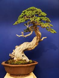 Image result for Pemphis