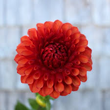 Ferncliff Copper Dahlia Tuber — Bumbleroot Organic Farm