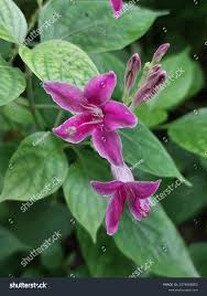 Image result for Asystasia intrusa