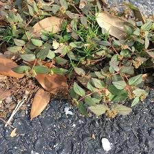 Image result for Euphorbia ophthalmica