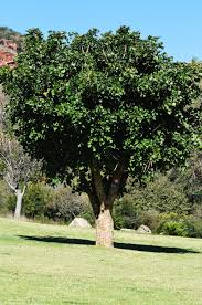 Image result for Erythrina abyssinica