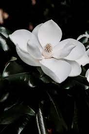 Magnolias Was Her Favorite Magnolia Moon In 2020 Magnolia Flower Beautiful Flowers Bloom Where You Are Planted
