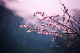 We've gathered more than 5 million images uploaded by our users and sorted them by the most popular ones. Beautiful Free Spring Wallpapers And Desktop Backgrounds