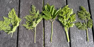 Image result for Apiaceae