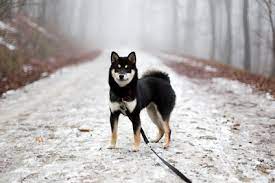 See our list of recommended wallets to store shiba inu. Shiba Inu Grosse Und Gewicht Des Japanischen Hundes