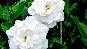 Collection by romantic domestic • last updated 8 weeks ago. 10 Humidity Loving Houseplants That Will Thrive In Your Bathroom West Hawaii Today