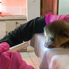 Esta es tu oportunidad para describir tu país y latino américa con tus propias palabras. A Esta Cria De Cusumbo Fundacion Zoologica Del Ecuador Facebook