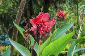 Ideally, canna lilies that are planted each spring as annuals should have adequate time to produce plenty of blooms in a growing season. How To Deadhead A Canna Lily Should Canna Lilies Be Deadheaded