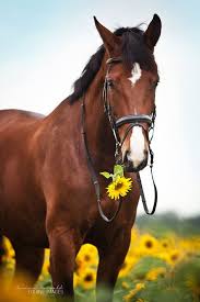 Abby Gallup (abbyrides2026)