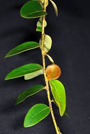 Image result for Diospyros virgata