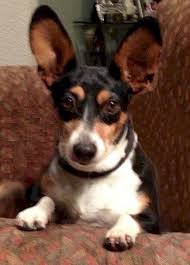 Rat Terrier Black And Brown Pin On Rat Terrier Just Like Having A Baby