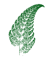 The barnsley's fern can be created by using an iterated function system. Visualization Of Fractal S Iterated Functional System Of Barnsley Fern Download Scientific Diagram