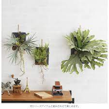 楽天市場 brown ブラウン フェイクグリーン ビカクシダ ウォールハンギング スレート 30 pp02 フェイクグリーン 壁掛け ハンギング おしゃれ 壁 グリーン インテリア 造花 植物 ペット uminecco ウミネッコ グリーン インテリア 造花 インテリア フェイク
