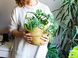 Plants need sunlight to photosynthesize and produce chlorophyll—this is what makes them green. Low Light Houseplants That Thrive In Near Darkness Reader S Digest