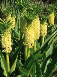 Image result for Eucomis autumnalis