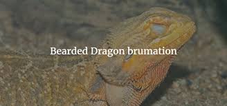 Try softly splashing water over its body, to encourage your pet to drink. Bearded Dragon Brumation Exoticdirect