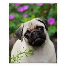 Such digital paintings are really just. Cute Funny Pet Portraits Prints Zazzle Com Au