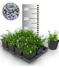 Kongstrup teppich langflor, hellblau/grün, 133x195 cm ein starker grafischer ausdruck in abgestimmten tönen von hellblau und dunklerem grün. Blauer Teppich Phlox 25 Stk Phlox Flammenblume Bei Baldur Garten