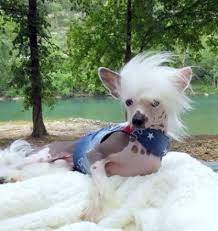 Extreme Chinese Crested Puppies For Sale Chinese Crested Chinese Crested Puppy Chinese Crested Dog