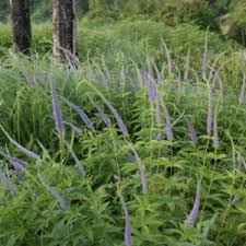 Maybe you would like to learn more about one of these? Veronicastrum Virginicum Diane Sarastro Stauden